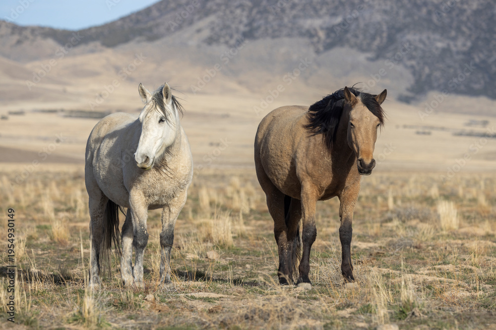 Obraz premium Wild Horses in the Utah Desert in Springtime