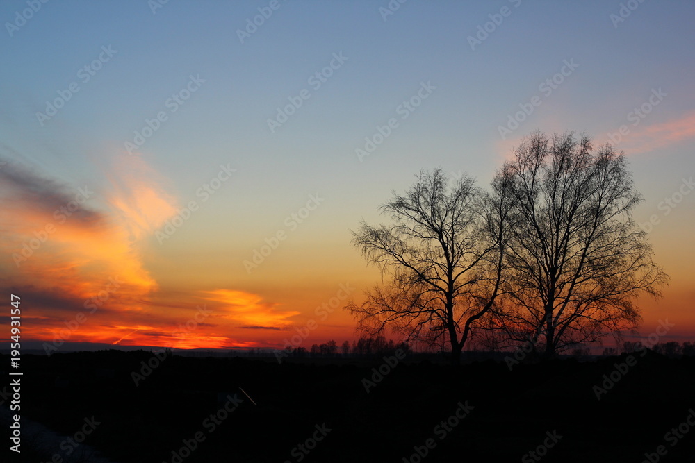 Fototapeta premium Misty pine tree forest with sun rays on sunset background.