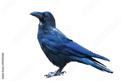 Tableau sur toile Large-billed crow on white background.