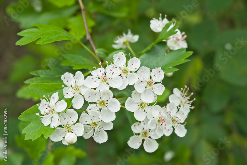 Cuadro en lienzo closeup of white hawthorn flowers - crataegus monogyna