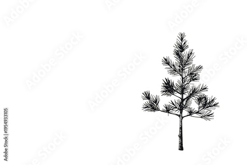 Pine tree hand drawn illustration with branches and needles, single conifer evergeen sketch design, transparent background