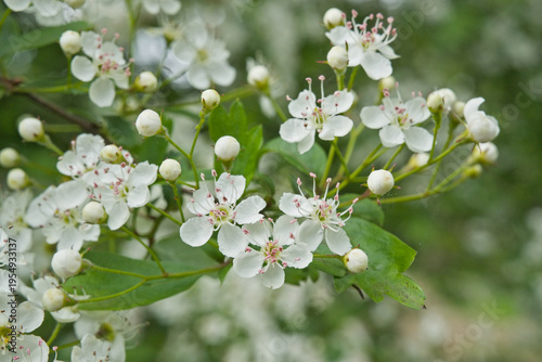 Cuadro en lienzo closeup of white hawthorn flowers - crataegus monogyna