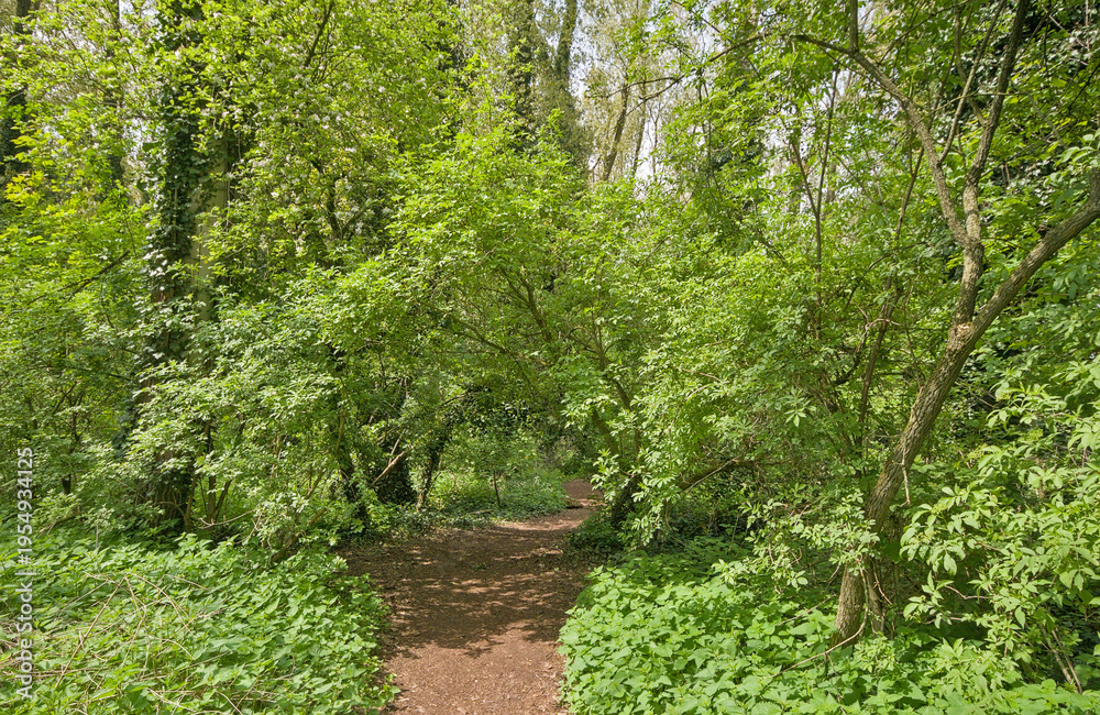 Obraz premium hiking trail in a sunny summer forest in bourgoyen nature reserve, Ghent, Flanders, Belgium 