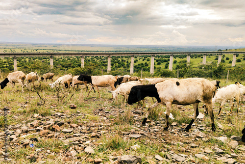 A herd of Goats and sheeps Grazing against the background of the Nairobi Mombasa Standard Gauge Railway Viaduct in Nairobi National Park, Kenya