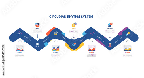 Circadian Rhythm System Infographic: Sleep Cycle, Health, and Biological Clock