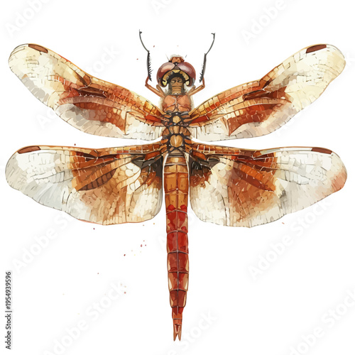 Dragonfly, clipart watercolor vector, isolated on a white background.