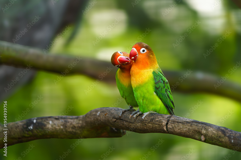 Obraz premium Fischer's lovebird on branch in zoo