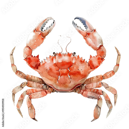 Crab, clipart vector in watercolor style with flowing brushwork, isolated on a white background.
