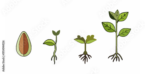 Modern Vector Icons of Plant Seed Germination Process Stages