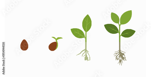 Vector Illustration of Plant Seed Germination Process Stages on White Background