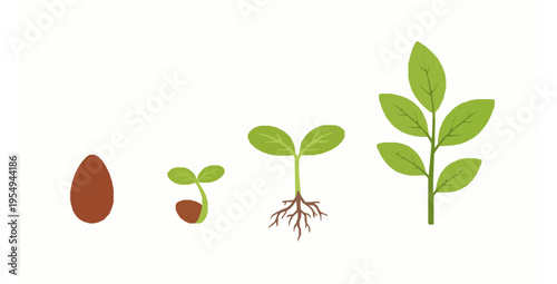Cartoon Vector Illustration of Plant Seed Germination Stages