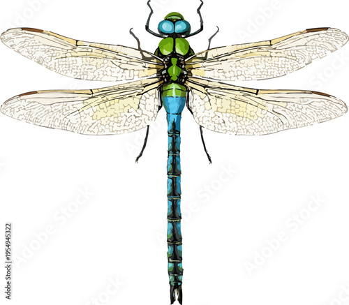 Anax imperator illustration art