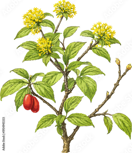 Cornus officinalis illustration art