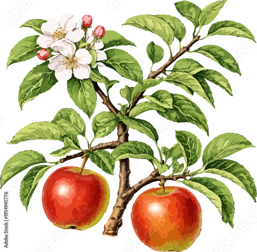 Malus domestica illustration art