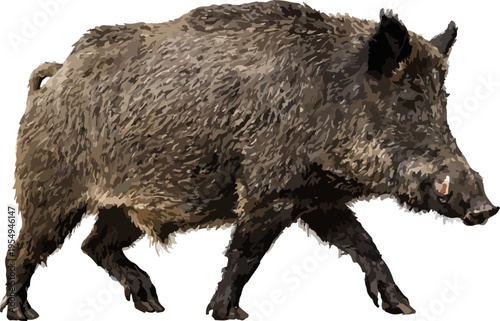 Sus scrofa illustration art (2)