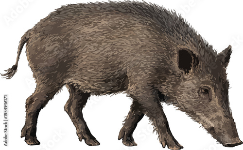 Sus scrofa illustration art