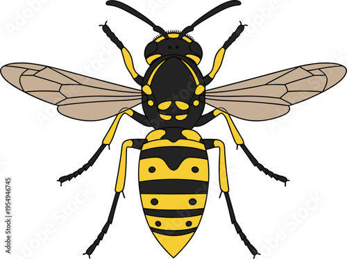 Detailed vector illustration of a common yellowjacket wasp with black and yellow stripes isolated on white background for entomology, pest control, or nature education.