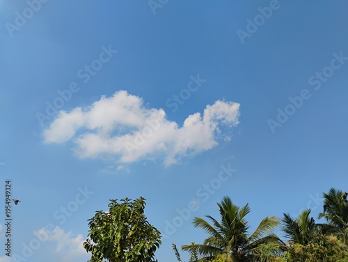 palm tree against blue sky