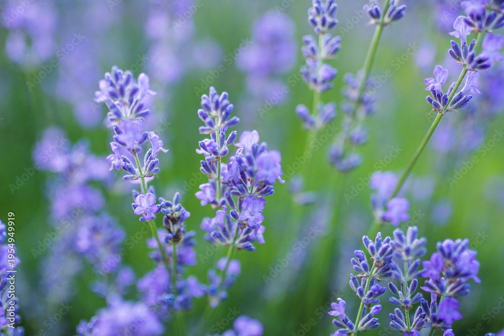 Fototapeta premium Vibrant Floral Blossom Colors Close Up Macro Bokeh