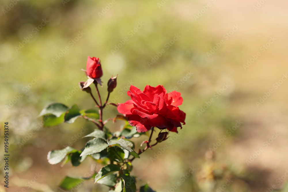 Fototapeta premium red rose in the garden