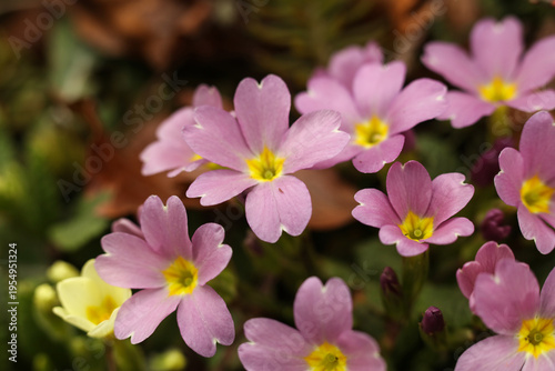 Close-up of Pink Primrose Flowers (Primula Vulgaris Sibthorpii) with Yellow Centers in Spring Garden
