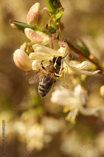 Early spring pollinator: Honey bee on fragrant winter honeysuckle blossoms.