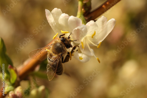 Early spring pollinator: Honey bee on fragrant winter honeysuckle blossoms.