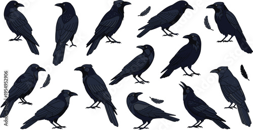 Black raven and crow vector illustration set featuring various intelligent bird poses including perched calling and feathers for gothic mystery nature and wildlife designs.