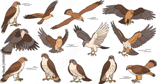 Majestic eagle and hawk vector illustration set featuring various birds of prey in flying and perched poses for wildlife conservation and nature branding projects.