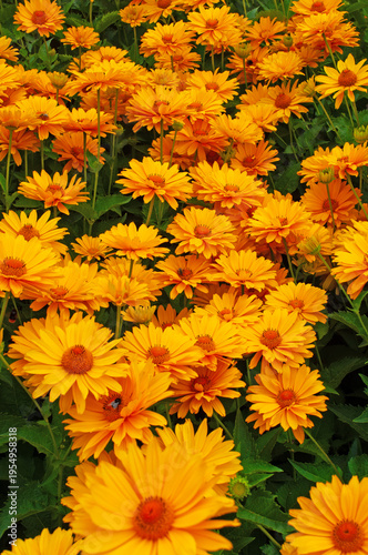 Blühendes Sonnenaugen in einer Nahaufnahme