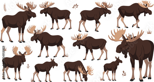 Moose vector illustration set featuring various poses with large antlers and calves for forest wildlife nature education hunting mascot and northern wilderness decorative designs.