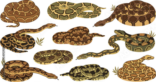 Realistic snake vector illustration set featuring various python and boa constrictor species in coiled and slithering poses for wildlife education and nature reptile designs.