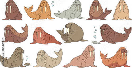 Walrus vector illustration set featuring various poses with tusks and bubbles cute arctic marine animal characters for nature education and wildlife design projects.