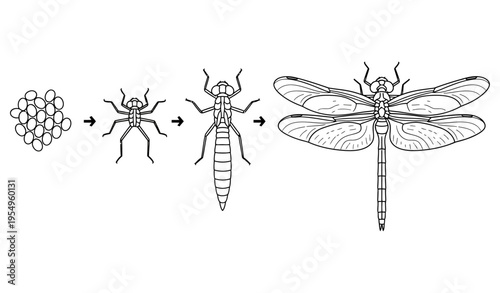 Dragonfly Life Cycle Illustration – Simple Vector Diagram_26