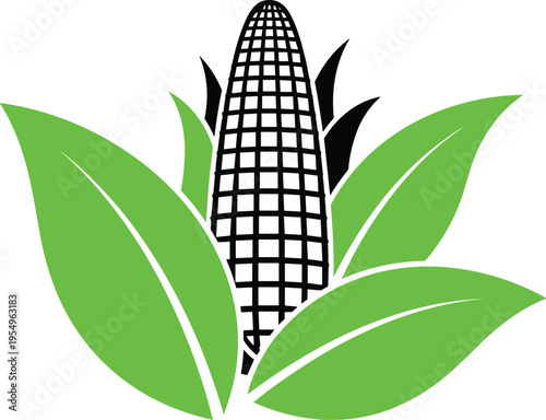 Corn on the cob vector illustration with green leaves isolated on white background for agriculture farming food and harvest design