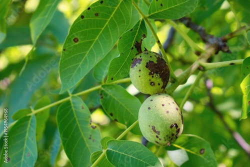 Fotografie Walnut anthracnose or walnut black spot - Gnomonia (Ophiognomonia) leptostyla, f