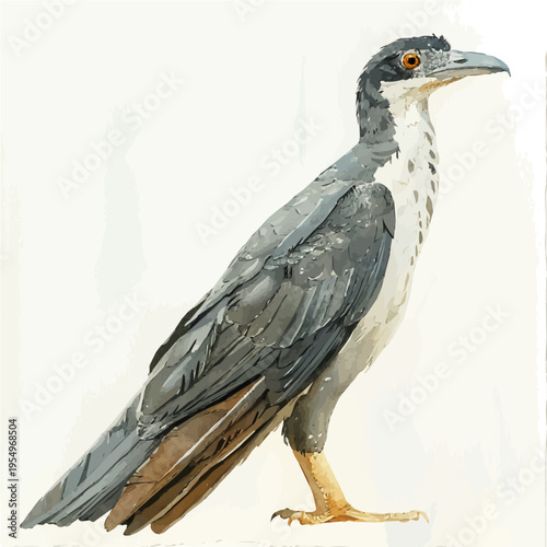 watercolor of Myna Bird, vector, isolated on a white background.