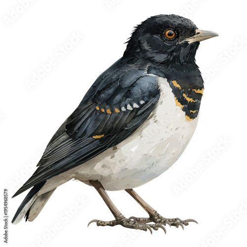 watercolor of Myna Bird, isolated on a white background.