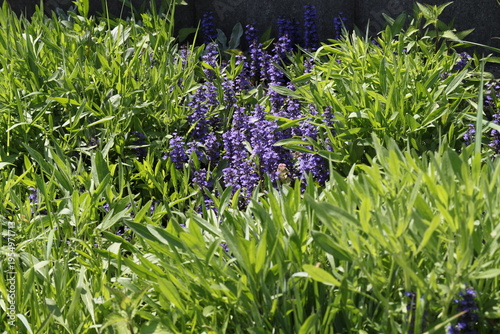 Obraz na plátne Purple flowers growing densely among green grass