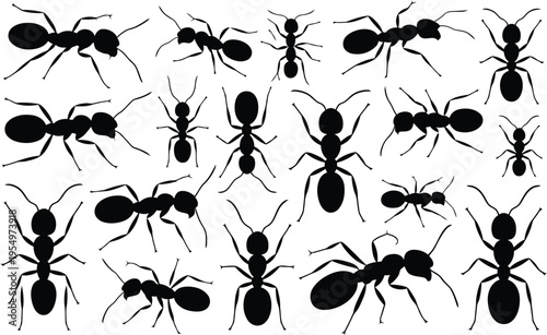 Many black ant insect silhouettes spread across a clean white surface with various sizes and positions