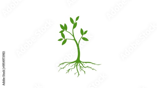 growing plant timelapse animation. growth process. tree evolution