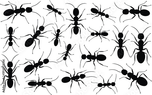Numerous black ant insects in various silhouettes crawling on a clean white background surface