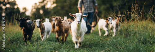 A farmer walks on a grassy field as he guides a small herd of goats. The sun is low in the sky, casting long shadows. The goats follow closely, moving towards the pasture