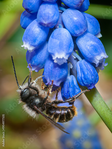 Male European orchard bee (Osmia cornuta) on grape hyacinth flowers