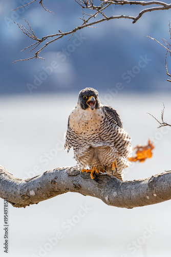peregrine falcon