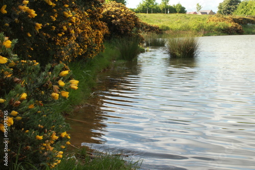 Fotografie Small lake surrounded by green vegetation and flowering bushes with reeds in the water, creating a peaceful natural landscape