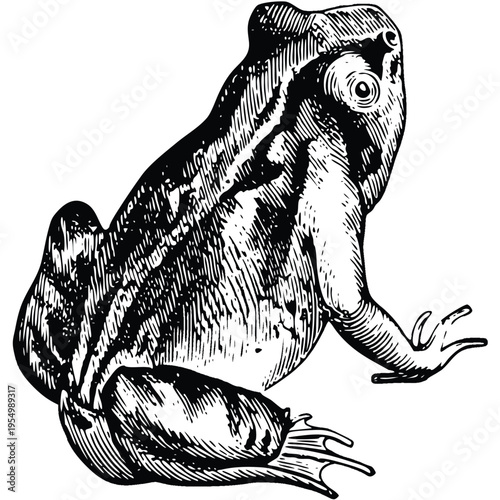 vector illustration of a frog