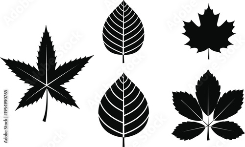 Set of Diverse Leaf Silhouette Vectors Including Maple Elm and Oak Shapes for Nature Themed Graphic Design Autumn Projects and Decorative Botanical Illustrations