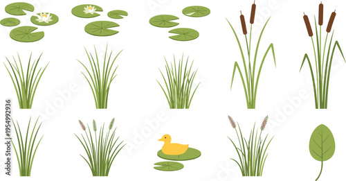 Set of pond plant vector illustrations featuring water lilies lotus leaves cattails reeds and a small yellow duckling isolated on white for lake nature designs.