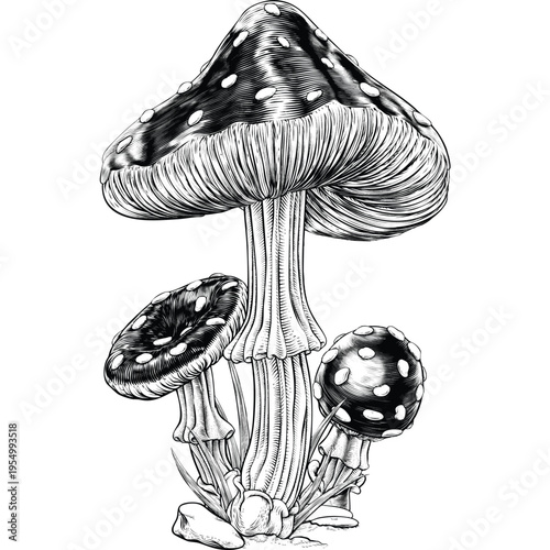 vector illustration of mushroom